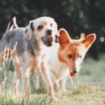 7 Reasons Why Socialization Can Improve Your Dog’s Life