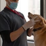 Skin allergies, ear infections continue to top common conditions that prompt veterinary visits