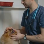 After pandemic pet boom, owners struggle with rising costs of veterinary care