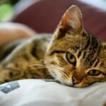 Dogs and cats could be passing on drug-resistant bugs to owners, study finds