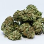 Here’s what to do if your dog ingests cannabis