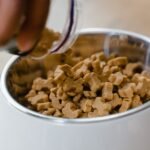 Can We Feed Dogs a Healthful Vegan Diet?