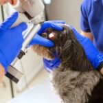 Canine Sight: Signs of Vision Problems in Dogs