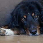 A dog is lying on the floor with their paws out