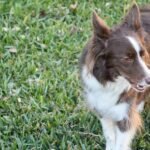 Dogs trained to sniff out chronic wasting disease in Pennsylvania