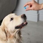 5 Tips To Prepare Your Dog Before Surgery