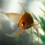 A fish swimming in an aquarium