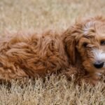Everything You Need To Know About Goldendoodle Common Health Issues