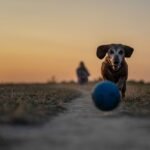First monoclonal antibody for dogs with osteoarthritis pain approved by FDA