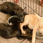 Guelph Humane Society launches food bank for pets