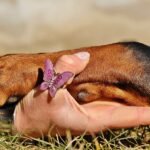 How Pet Grief Counselling Helped Me Say Goodbye To My Beloved Dog