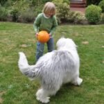 Using Dogs to Diagnose and Address Autism