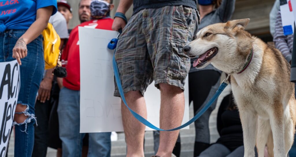 A dog is attending a protest outside with people