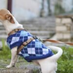 Asking Our Dogs: What Treat is Your Favorite?