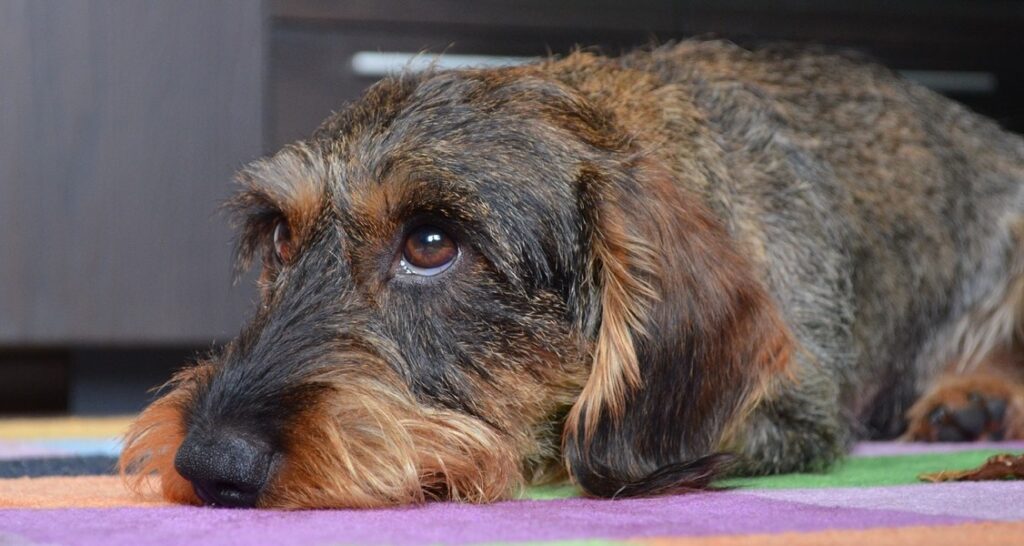 A dog is lying on a carpet looking up