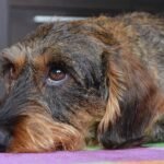 Focusing in on Canine Dry Eyes