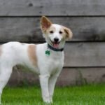 This Shelter Used AI to Read a Dog’s Mind: The Results are Unbelievable