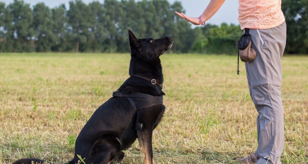 A black dog being trained outside