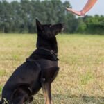 Tips for Preventing Athletic Injuries in Dogs