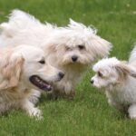 Sociability is key to a healthier dog’s life, study finds