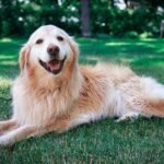 A golden retriever is lying down outside in the grass