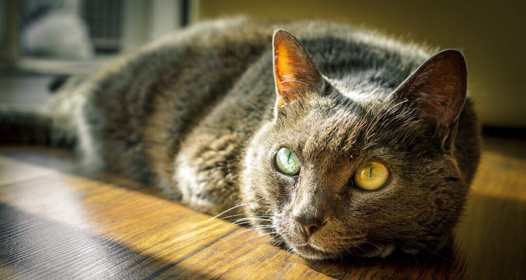 A cat is resting on a wooden floor