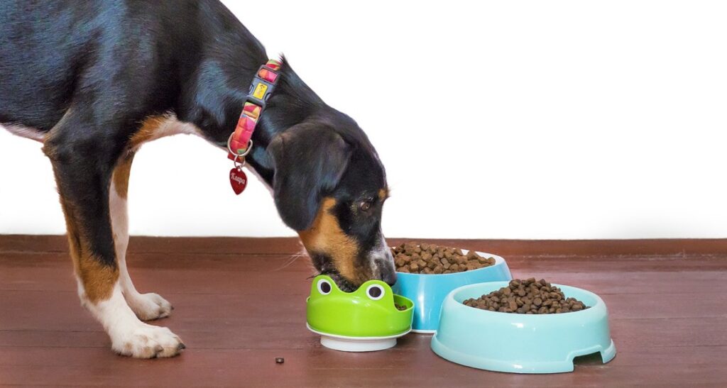 A dog is eating kibble from a bowl