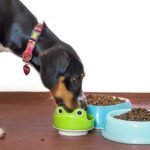 ‘Peas of Mind’: Pulse Ingredients in Dog Food Not Linked to Heart Problems, Says New U of G Research