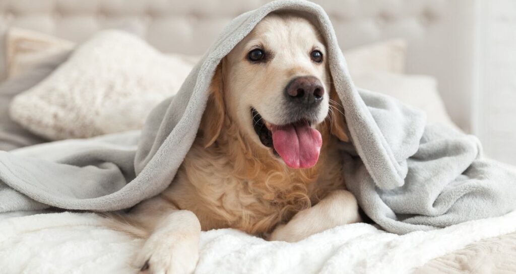 A dog is lying underneath a blanket