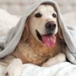 4 Ways Blankets Improve Your Dog’s Health