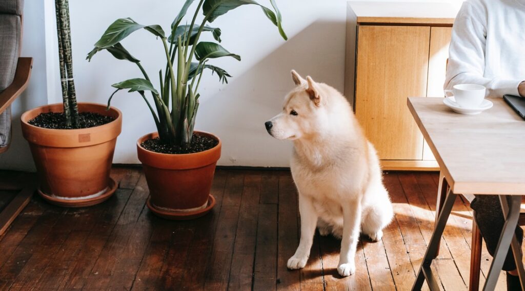 Dog sitting upright on wooden floor