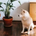 Quebec advocates take aim at no-pet clauses in leases amid housing crisis