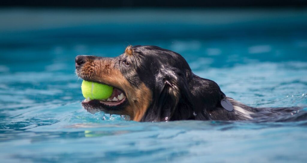 A dog is swimming with a tennis ball in their mouth