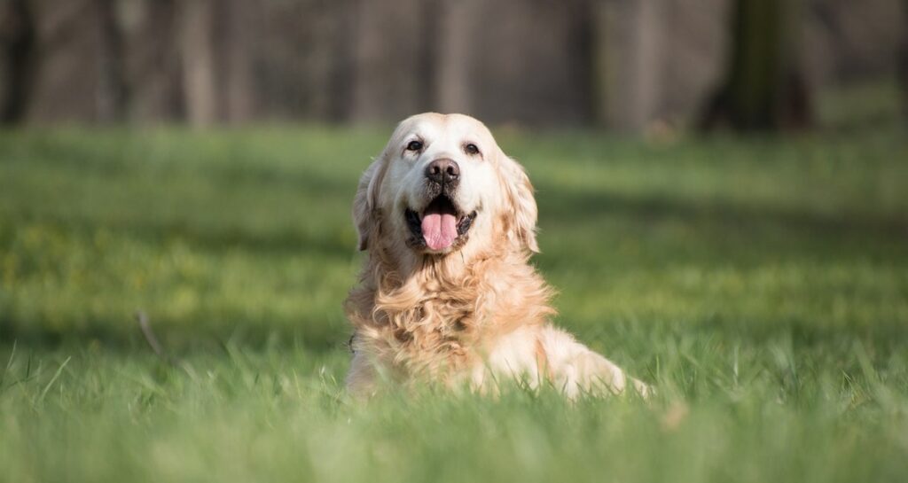 A golden retriever is sitting in grass with their tongue sticking out