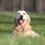 Golden Retriever Lifetime Study Reaches 500 Diagnoses of 4 Major Cancers