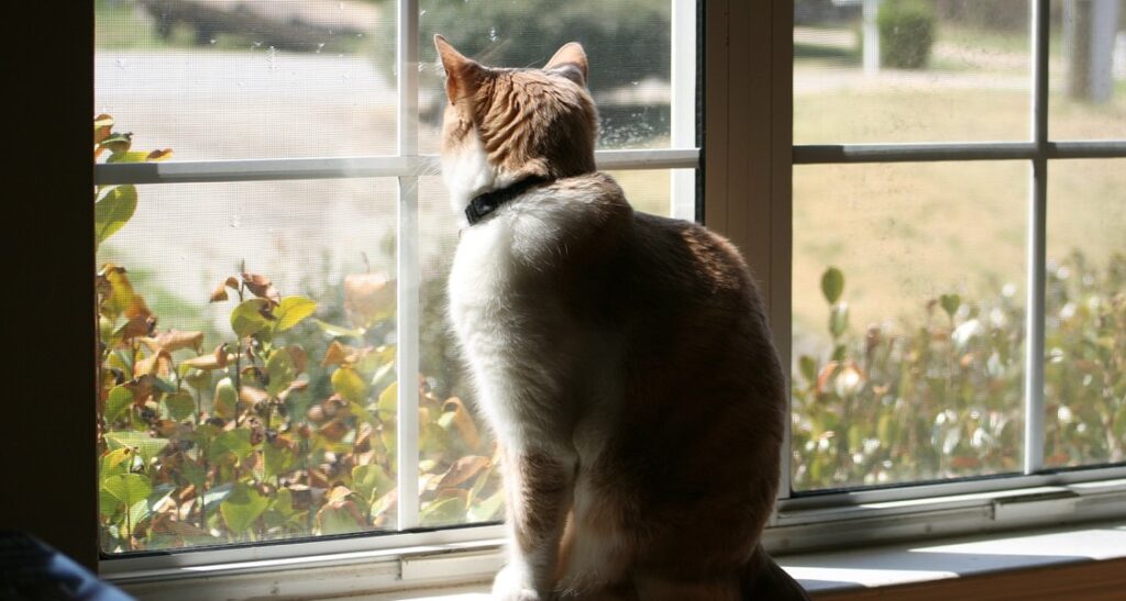 An indoor cat is staring out of a window