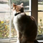 Update: H5N1 Avian Flu in Cats in Poland (June 29), and Musing About Sources