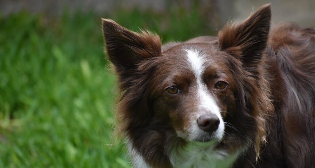 A brown and white border collie standing outside in the grass