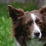 A general practitioner’s guide to Cushing syndrome