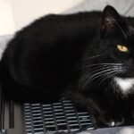 Why Do Cats Sit on Laptops? 4 Common Reasons