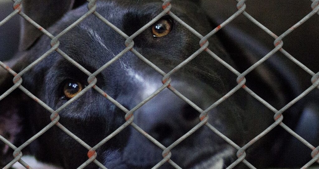 A black dog is lying behind a metal gate