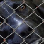 Dogs and Cats Are Overwhelming Pet Shelters