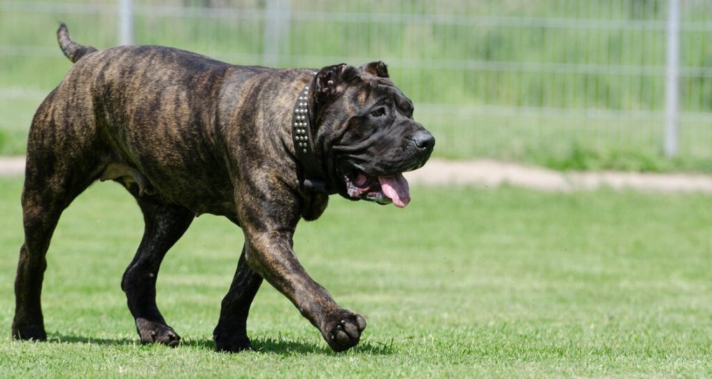 A dog with cropped ears is walking outside on grass