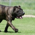 ‘Normalisation’ fear at release of latest ear cropping incident figures