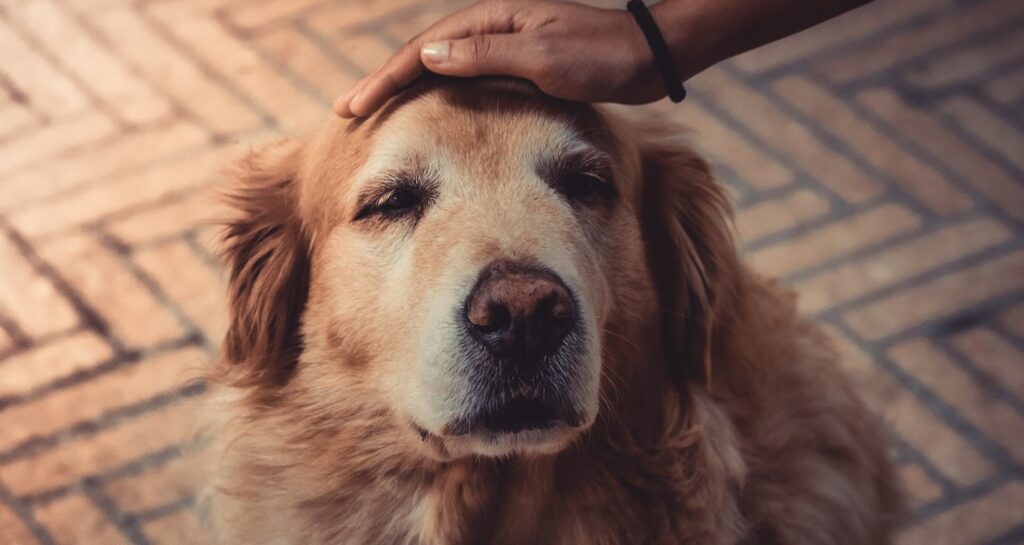 A person is petting a dog on the head