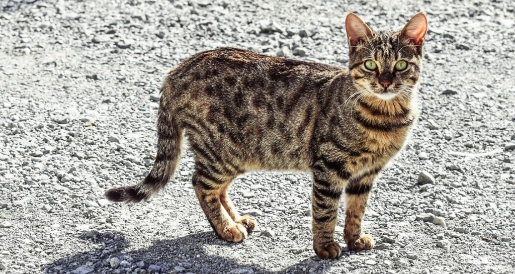 A tabby cat standing outside in the gravel with its tail down