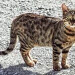 Cyprus to begin treating island’s sick cats with anti-Covid pills