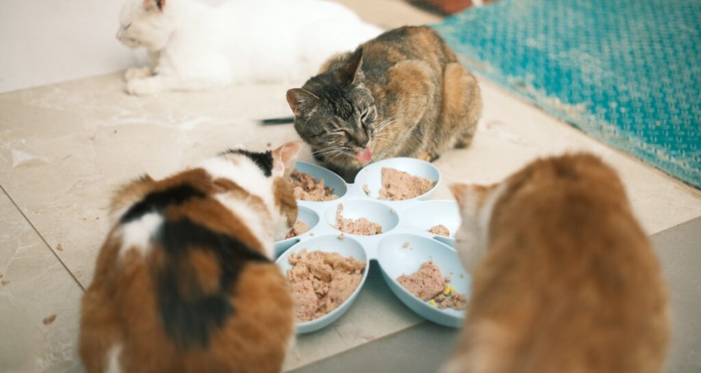 Three cats are eating wet food together out of separate bowls