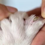 The quest for a tick-free summer