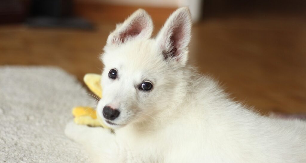 A white-haired puppy is sitting on a white carpet